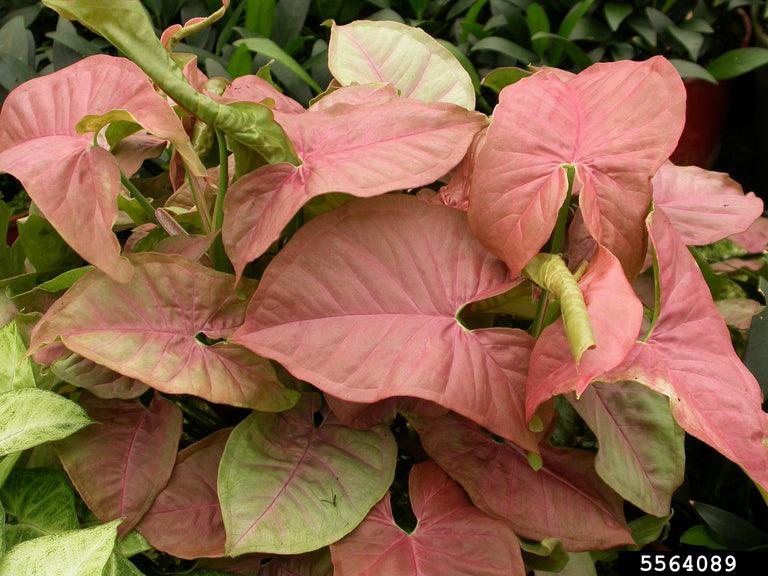 Syngonium podophyllum | Schott - Casey & Company