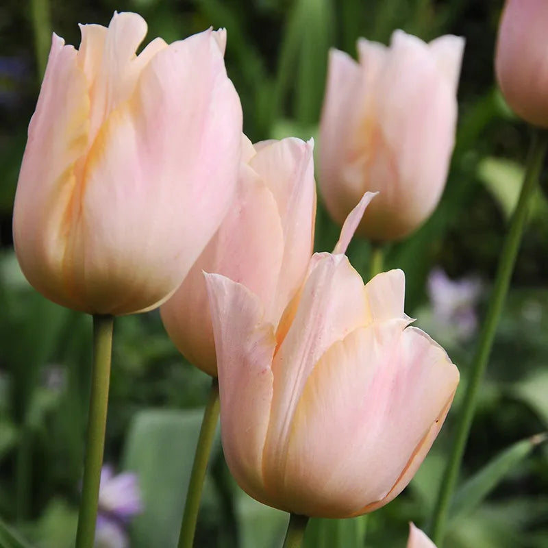 Tulip 'Apricot Beauty' - Casey & Company