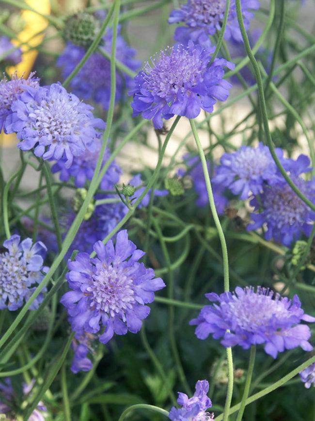 Scabiosa columbaria 'Butterfly Blue' | Butterfly Blue Pincushion Flower - Casey & Company