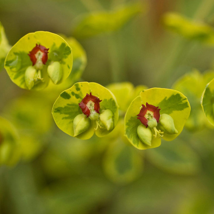 Euphorbia x martinii 'Ascot Rainbow' | Ascot Rainbow Spurge - Casey & Company