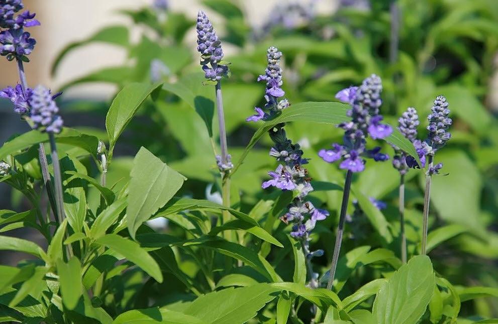 Salvia farinacea 'Victoria Blue' | Victoria Blue Mealycup Sage - Casey & Company