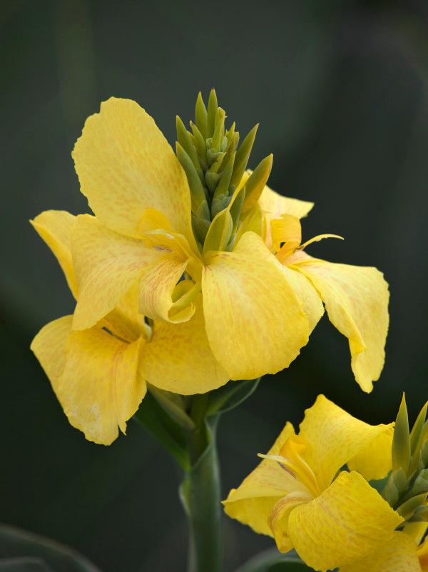 Canna x generalis 'Cannova Yellow'| Yellow Canna Lily - Casey & Company