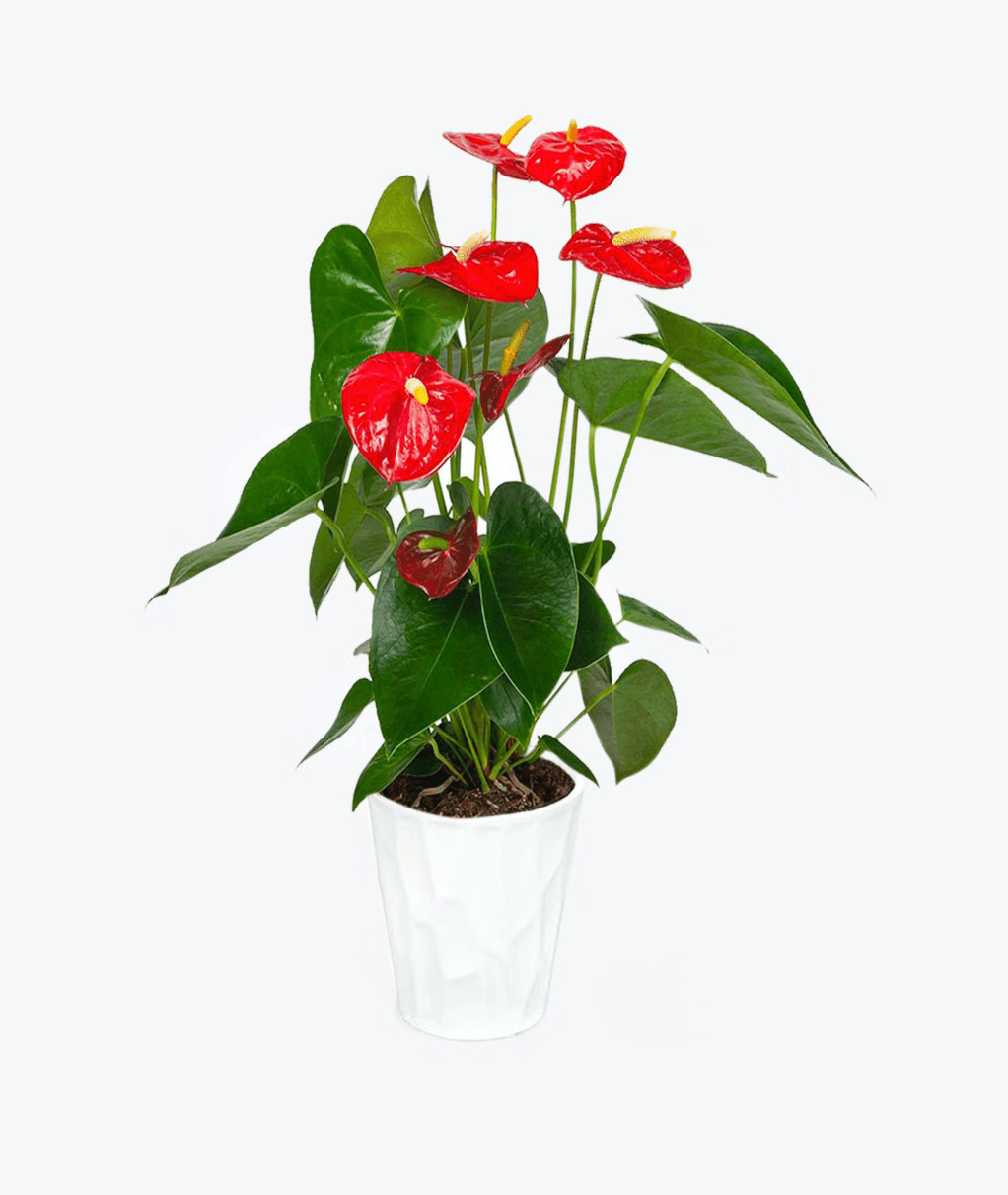 Flowering Anthurium 5" - Casey & Company