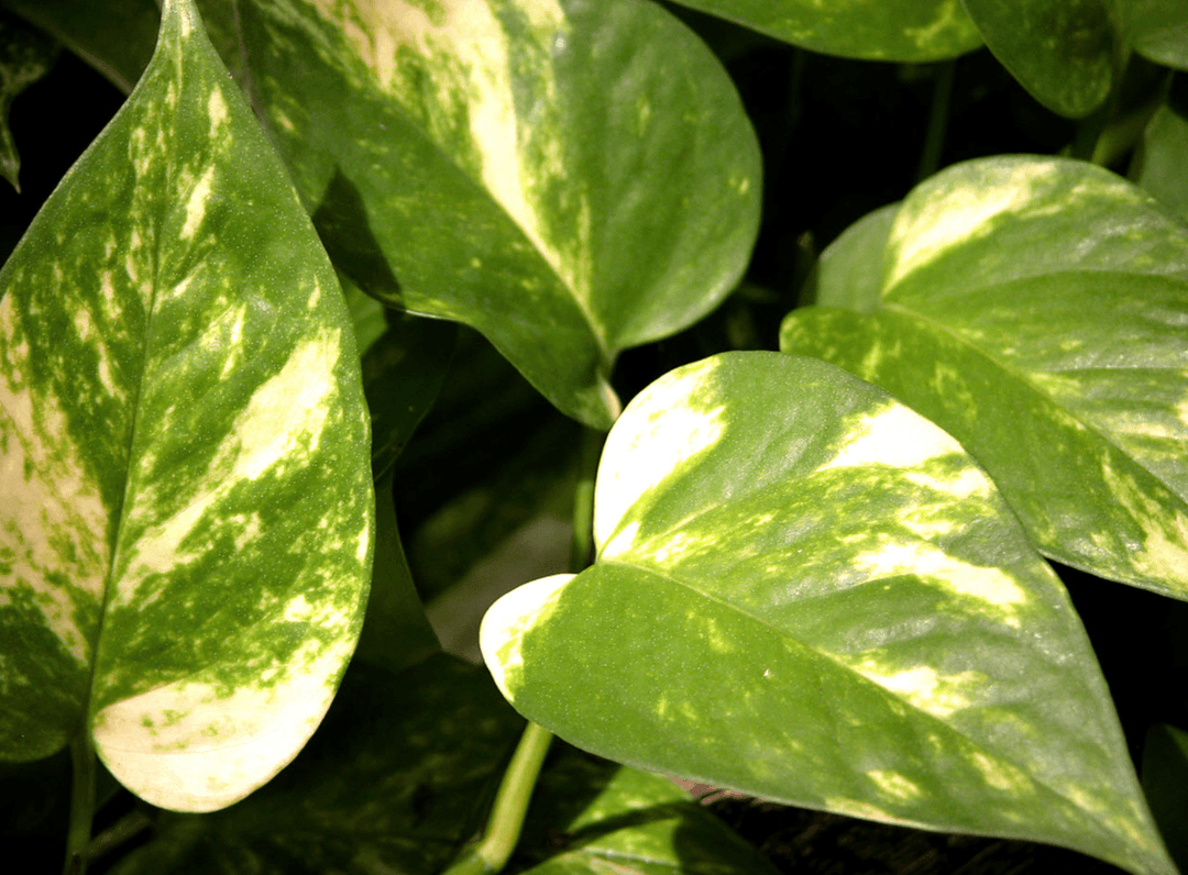 HB Pothos Marble Queen 8" - Casey & Company