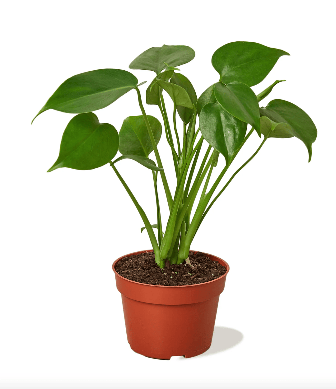 Philodendron-Monstera Deliciosa 6" - Casey & Company