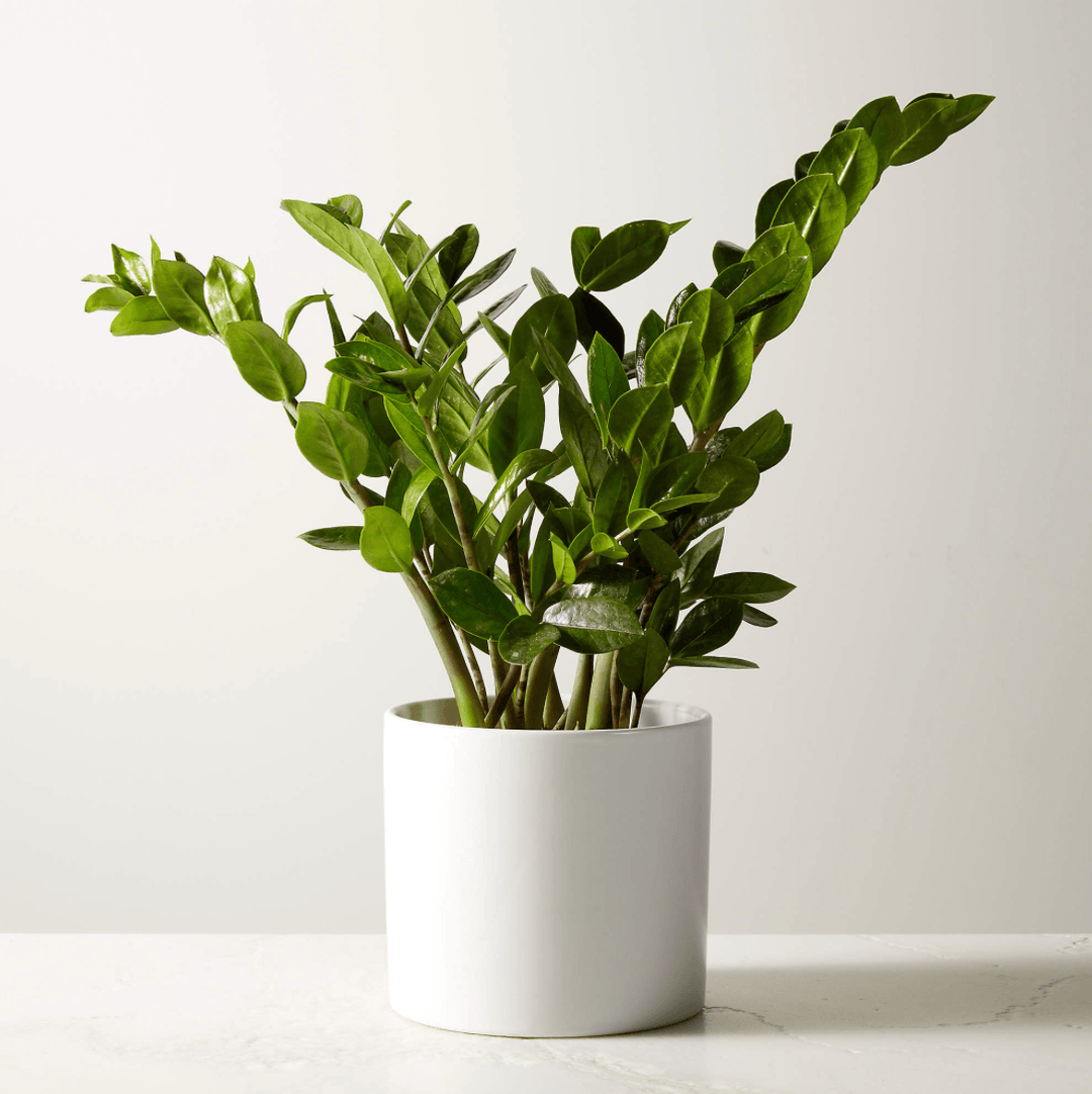 Zamioculcas-Zamifolia 5" - Casey & Company