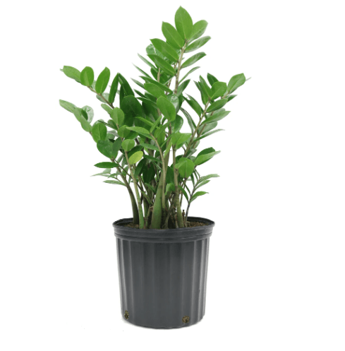 Zamioculcas-Zamifolia 8" - Casey & Company