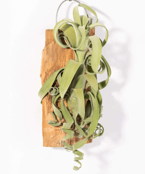 Bromeliad-Tillandsia Curly Slim 10" - Casey & Company