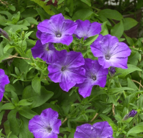 Wave Petunia, Lavender Sky - Casey & Company