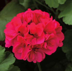 Geranium Calliope, Magenta, Hanging Basket - Casey & Company