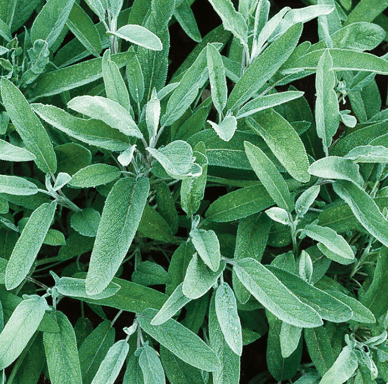 Herbs Spring, Common Sage - Casey & Company