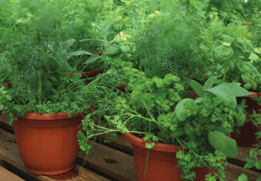 Herbs Spring, Combination - Casey & Company