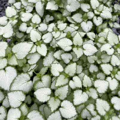 Lamium, White Nancy - Casey & Company