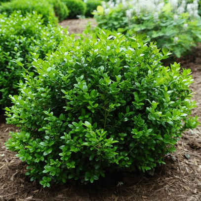 BUXUS MIC. 'LITTLE MISSY' DWARF BOXWOOD - Casey & Company