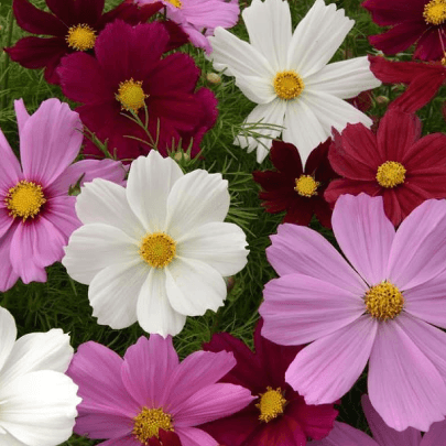 Cosmos Apollo 'Mix' - Casey & Company