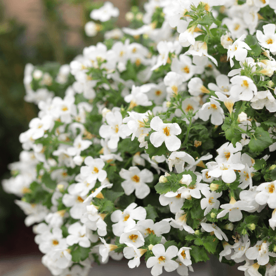 Bacopa Mega Copa White - Casey & Company