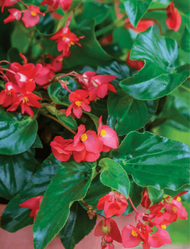 Dragon Wing Begonia 'Red' - Casey & Company