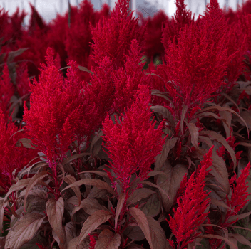 Celosia SP 'Dragon's Breath' - Casey & Company