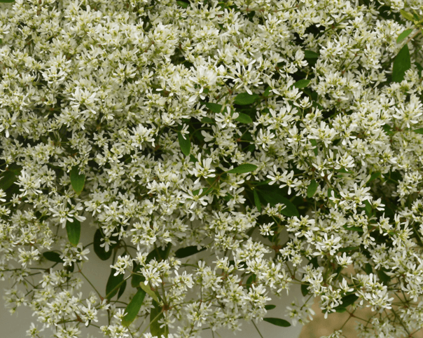 Euphorbia 'Stardust Super Flash' - Casey & Company