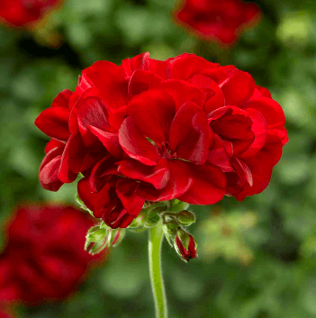 Geranium Calliope 'Dark Red', Small - Casey & Company