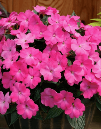 NGI Sunpatien, Hot Pink, Small - Casey & Company