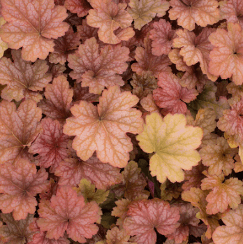 Heuchera 'Watermelon' - Casey & Company