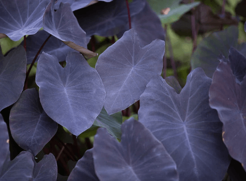 Colocasia 'Black Magic' - Casey & Company