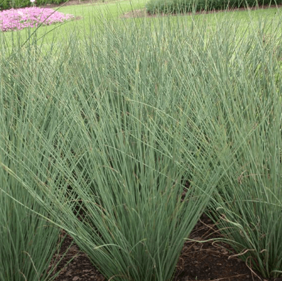Grass Juncus 'Inflexious' - Casey & Company