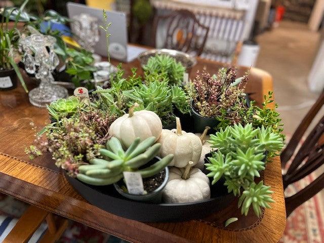 Assorted Succulents - Casey & Company