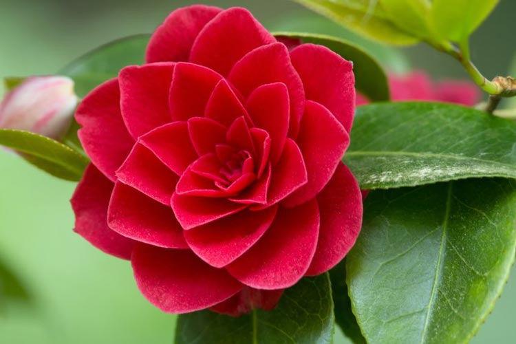 Camellia (Camellia japonica) - Casey & Company