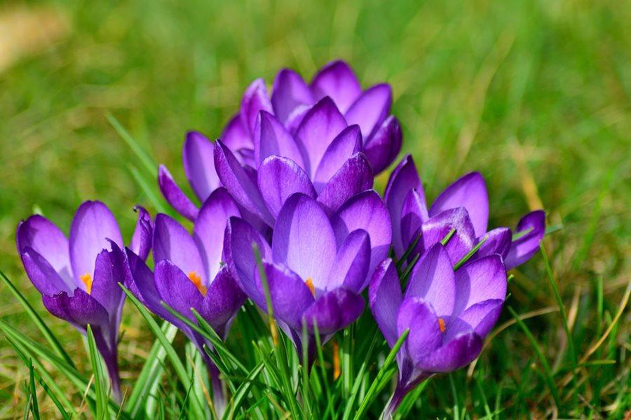 Crocus - Casey & Company