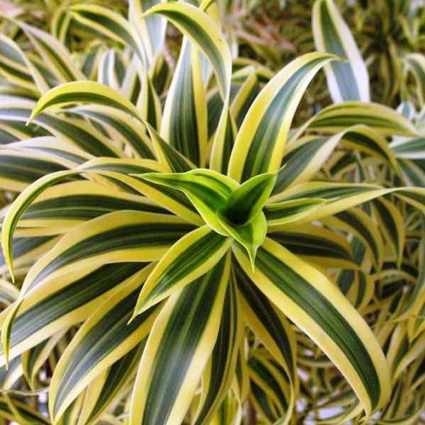 Dracaena - Casey & Company