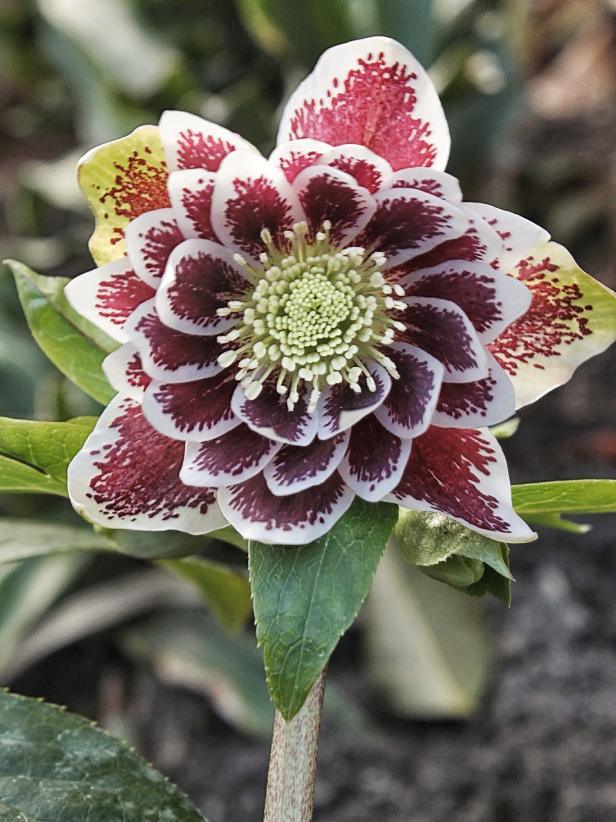 Hellebores - Casey & Company