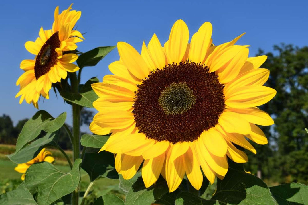 Sunflower - Casey & Company