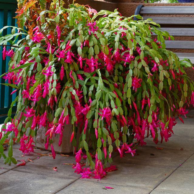 Thanksgiving Cactus - Casey & Company