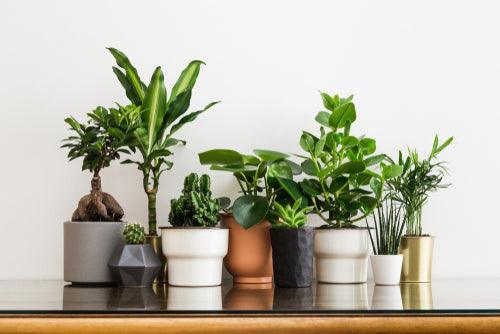 Indoor Plants - Casey & Company