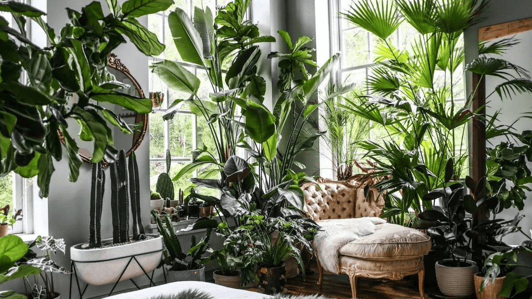 Interior Plants - Casey & Company