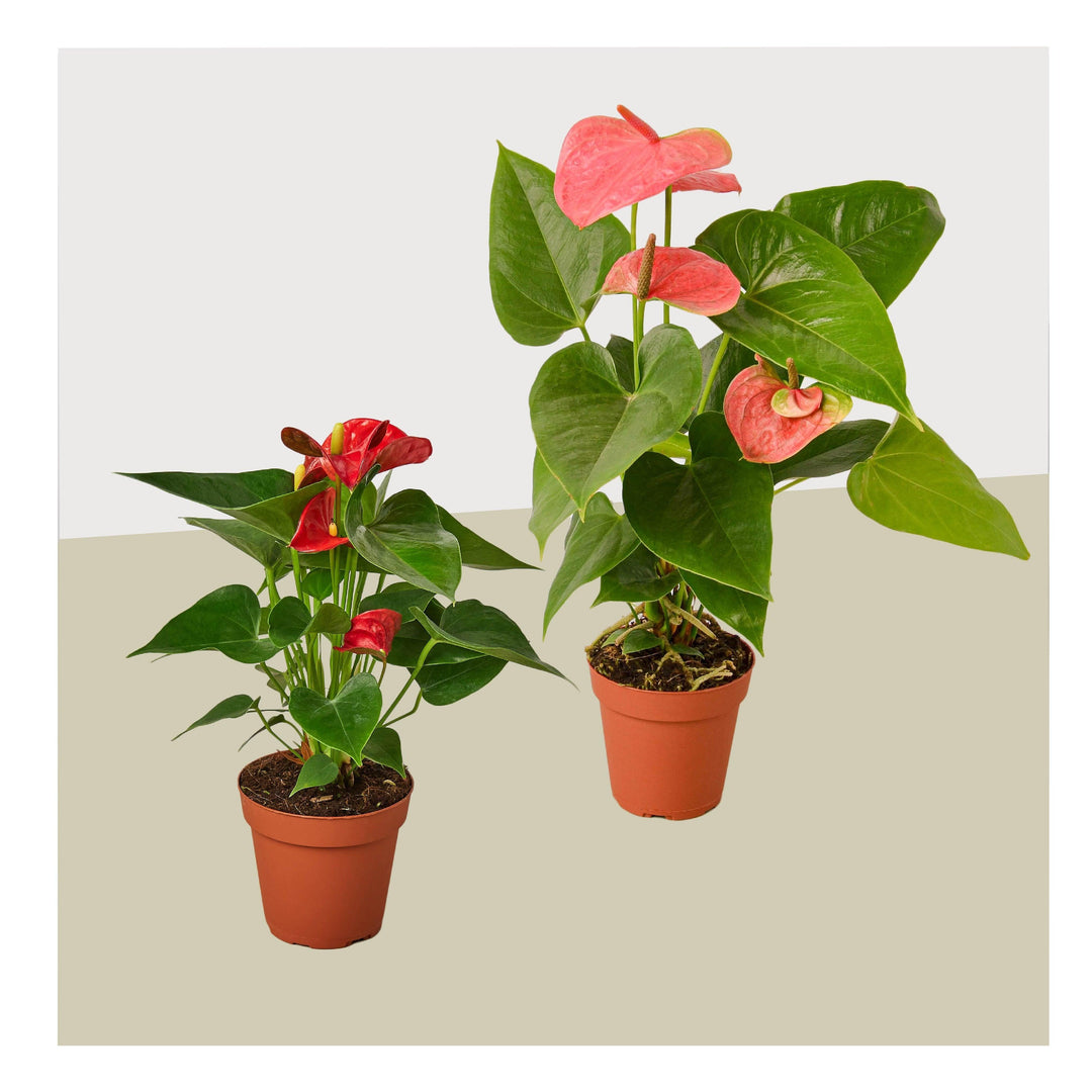 2 Anthurium Variety Pack- All Different Colors - 4" Pots - Casey & Company