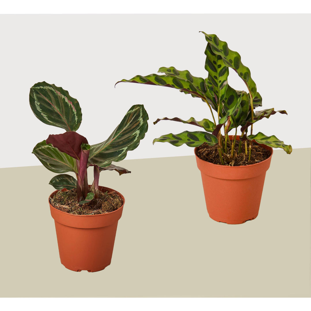 2 Calathea Plant Variety Pack - 4" Pots - Live Houseplant - Casey & Company