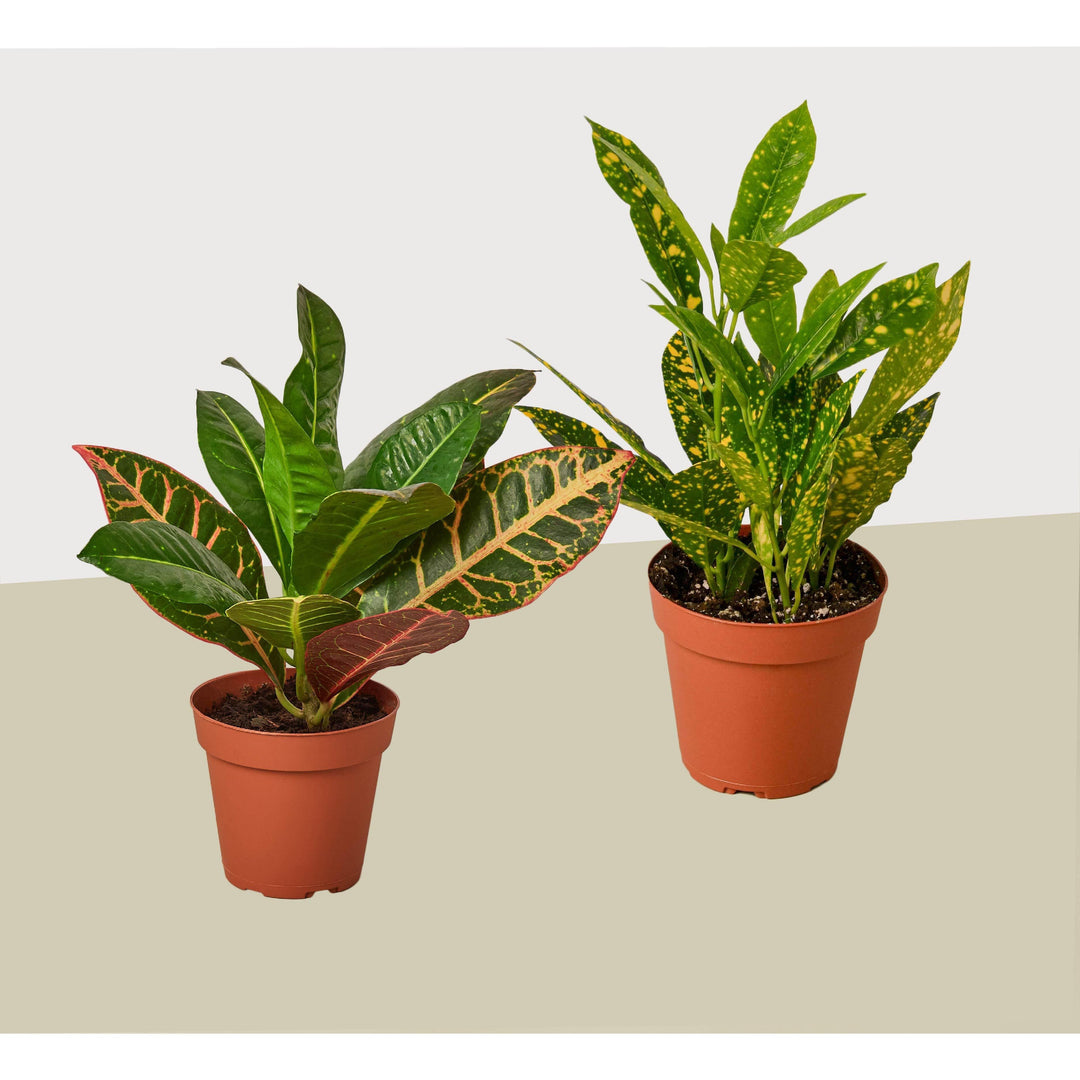 2 Croton Variety Pack / 4" Pot / Live Plant / House Plant - Casey & Company