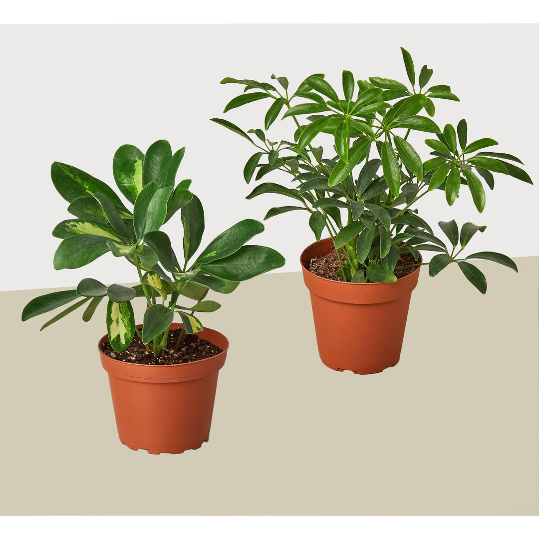 2 Different Schefflera Plants Variety Pack- Live House Plant - FREE Care Guide - Casey & Company