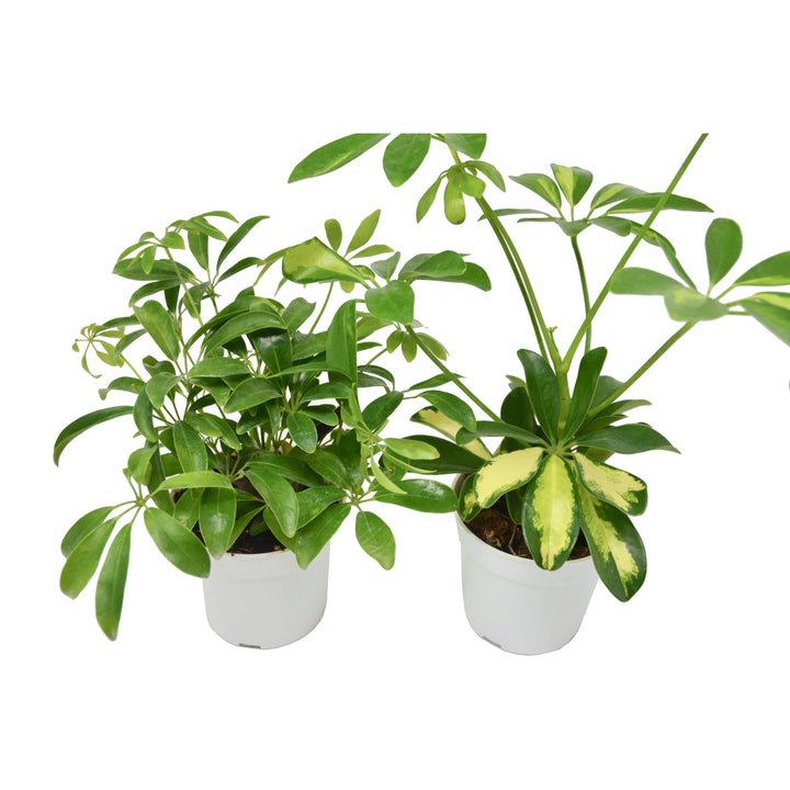 2 Different Schefflera Plants Variety Pack- Live House Plant - FREE Care Guide - Casey & Company