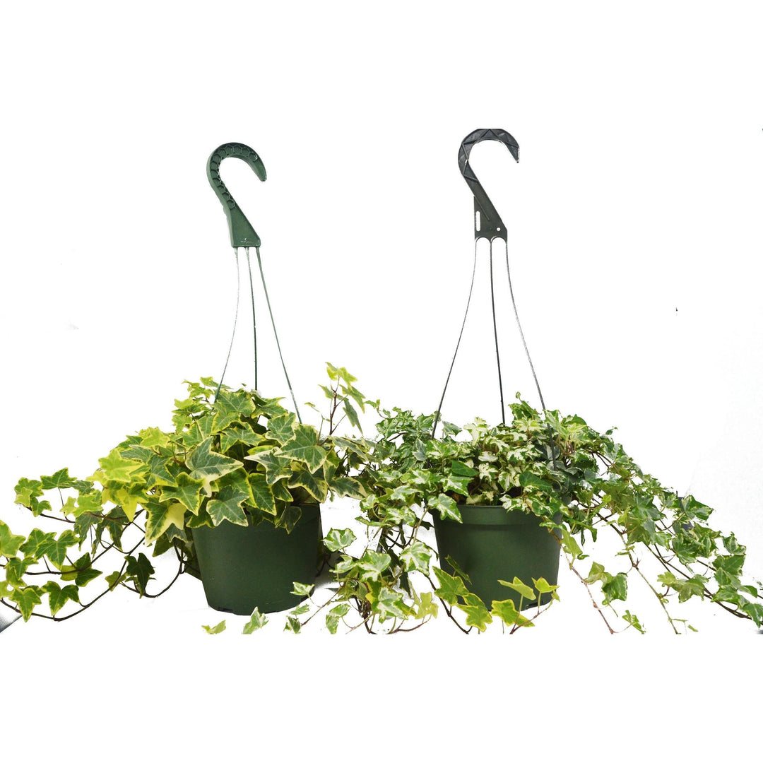 2 English Ivy Variety Pack - FREE Care Guide - 6" Hanging Pot - Casey & Company