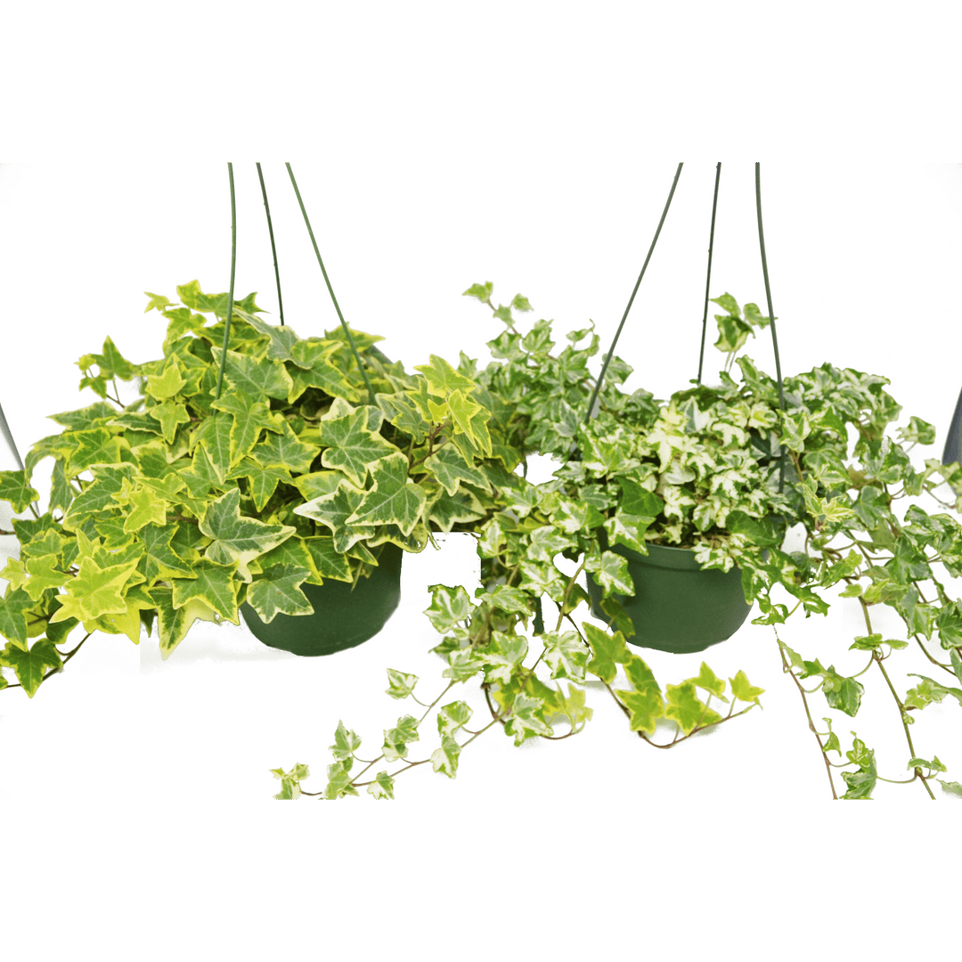 2 English Ivy Variety Pack - FREE Care Guide - 6" Hanging Pot - Casey & Company