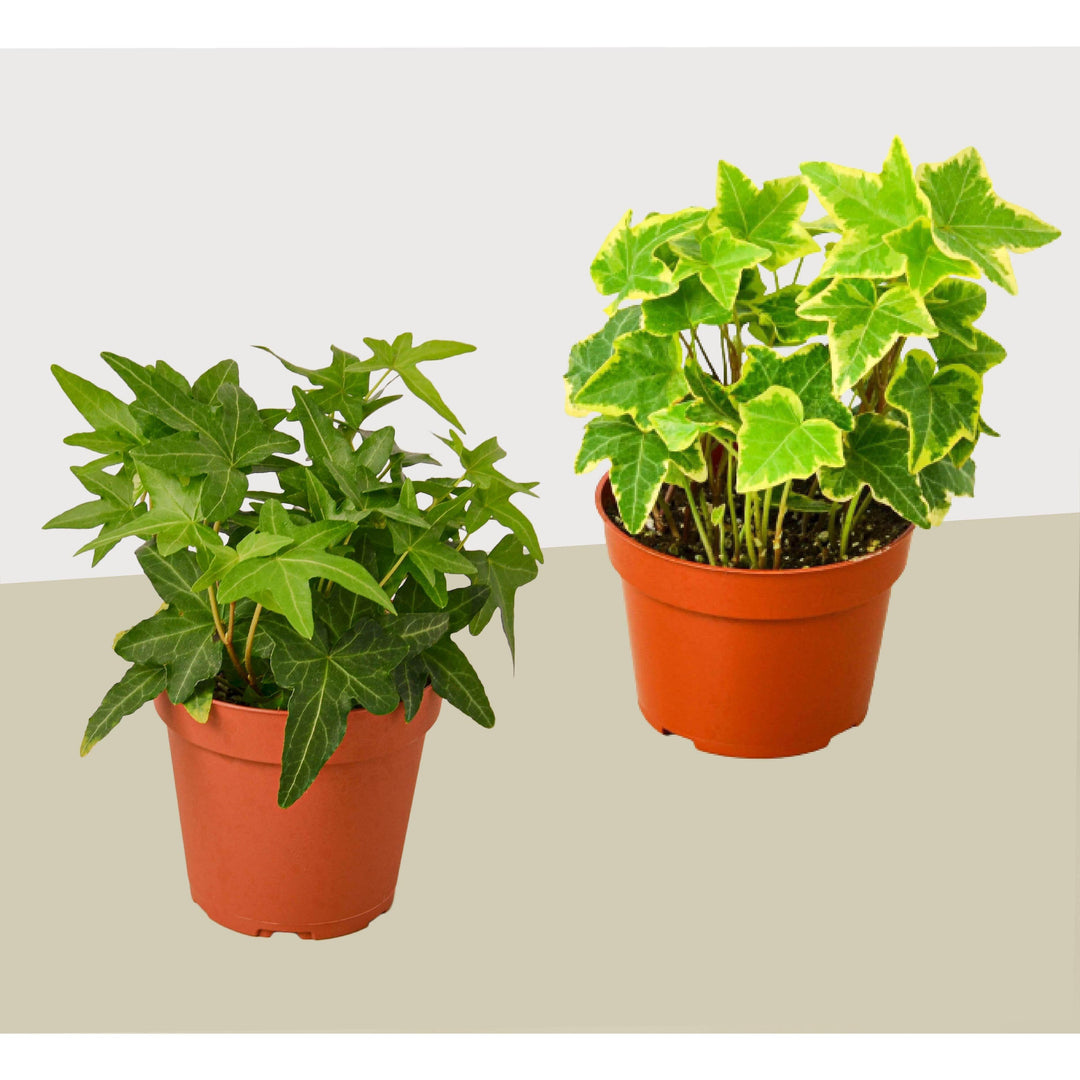 2 English Ivy Variety Pack - Live House Plant - FREE Care Guide - 4" Pot - Casey & Company