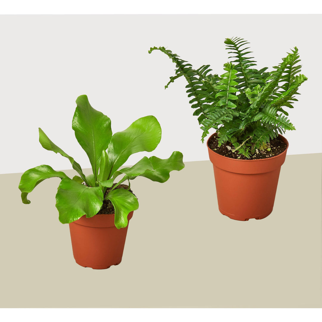 2 Fern Variety Pack - Live Plants - FREE Care Guide - 4" Pot - House Plant - Casey & Company