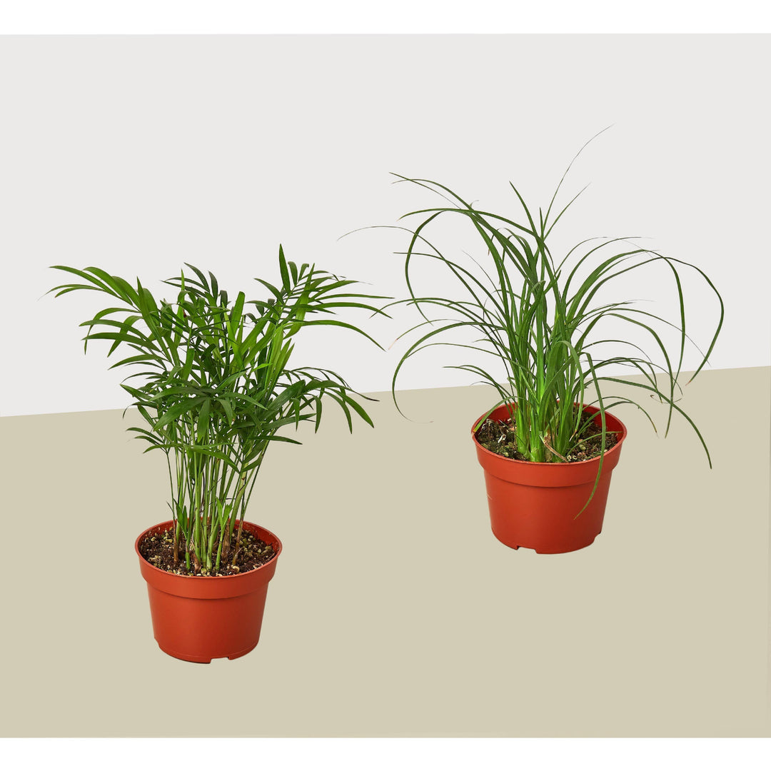 2 Palm Variety Pack / 4" Pots / Live Plant / House Plant - Casey & Company