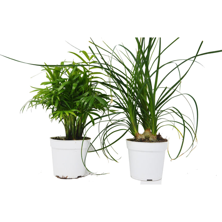 2 Palm Variety Pack / 4" Pots / Live Plant / House Plant - Casey & Company