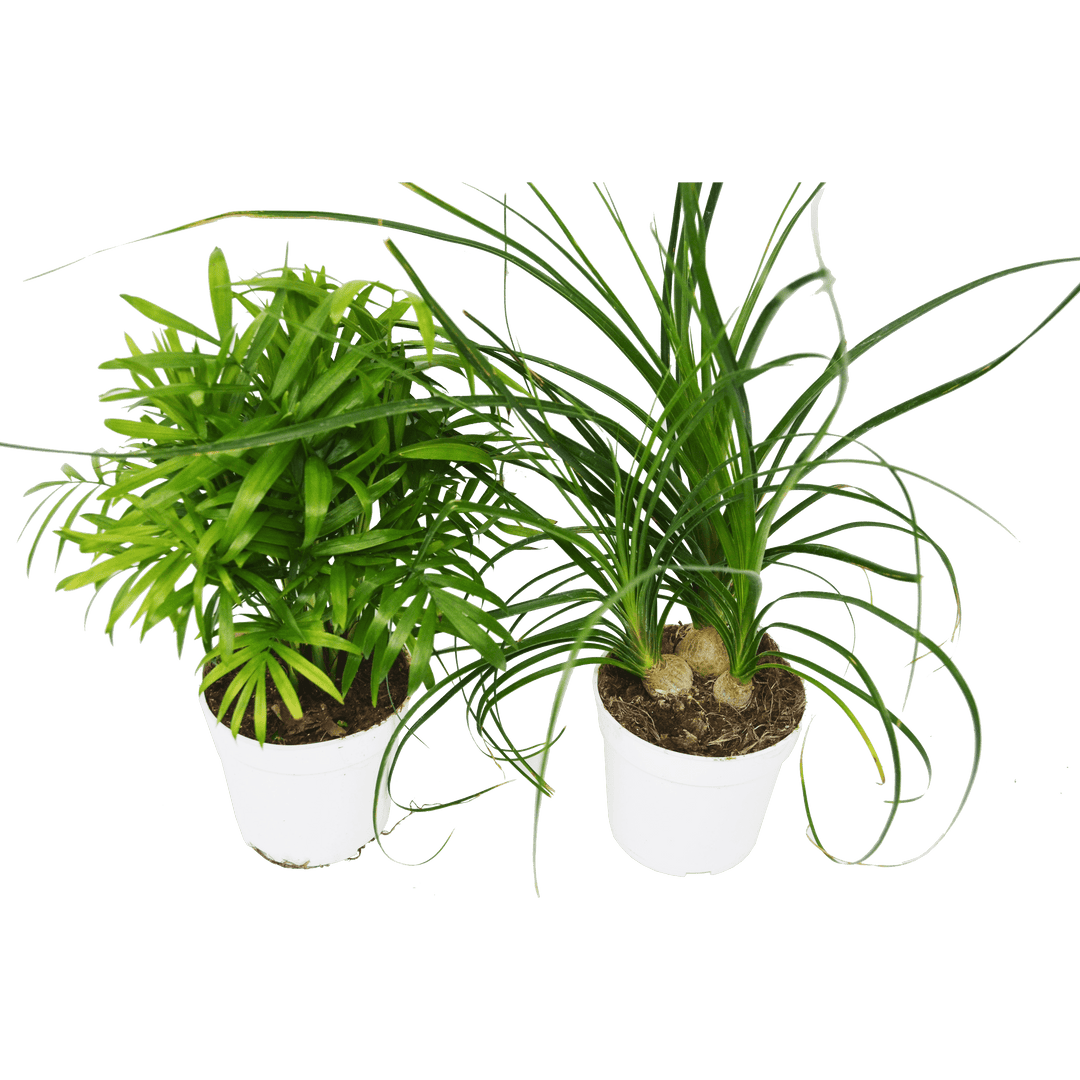 2 Palm Variety Pack / 4" Pots / Live Plant / House Plant - Casey & Company