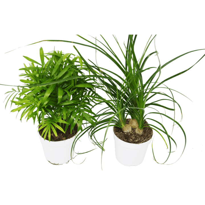 2 Palm Variety Pack / 4" Pots / Live Plant / House Plant - Casey & Company